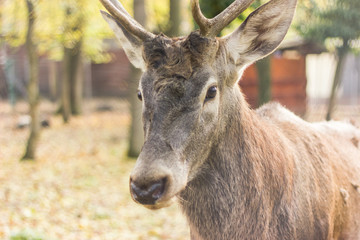 an adult brown deer with large cut-through horns in captivity looks into the camera in the fall of yellow foliage