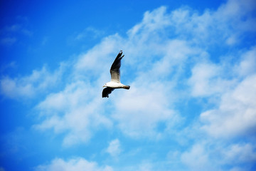 Bird in the sky