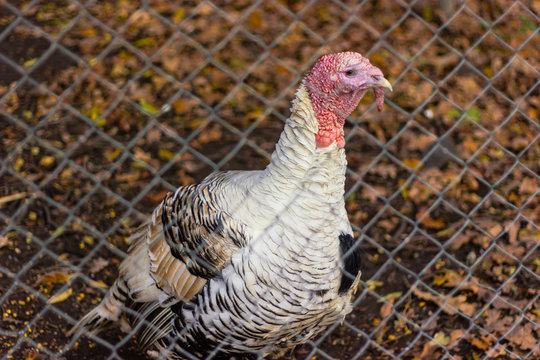 gray turkey bird in captivity, behind bars,