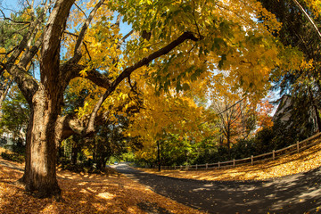 Obraz premium New England Fall