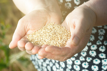 Harvest time. Hands of old woman are holding handful of wheat grains, close-up.