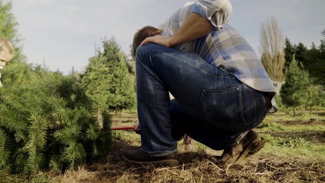 Full shot of family cutting down a pine tree at a tree farm