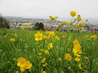 Flowers yellow 