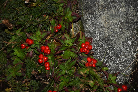 Beere, Beeren, rot, Strauch, Busch, giftig, ungiftig, Natur, Umwelt, Sommer, Bl&uuml;te, Ernte, Nahrung, Tiernahrung, Vogel, V&ouml;gel, Norwegen, Nordnorwegen