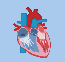 Bilder Und Videos Suchen Aortic Valve