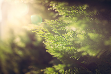Cypress close up in sunlight