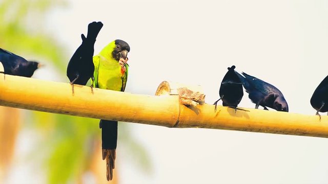 Green parakeet and some black birds eating on a suspended bamboo. Parakeet known as Periquito-de-cabeca-preta in Brazil. 