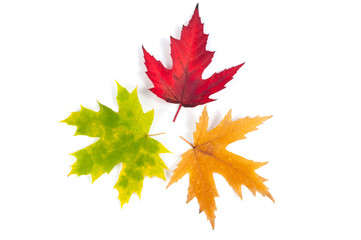 Set of three colored autumn maple leaves isolated on white background