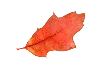 Red autumn leaf isolated on white background