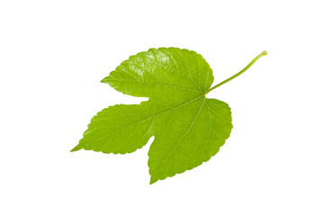 Green leaf isolated on a white background