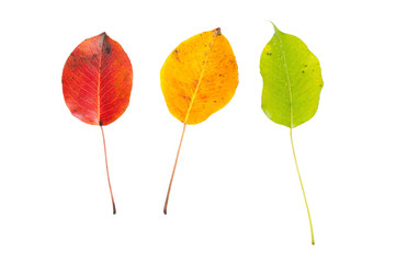 Three autumn leaves of pear isolated on white background