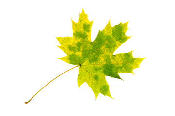 Autumn maple leaves on a white background