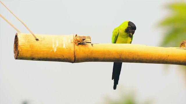 Green parakeet with a black hood on the head and red stripe on legs. Bird known as black-hooded parakeet or Periquito-de-cabeca-preta in Brazil. Parakeet eating on a suspended bamboo.