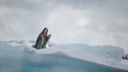Leopard Seal with mouth open on an iceberg in Antarctica © Leah