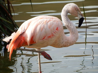 r&eacute;veil du flamant rose