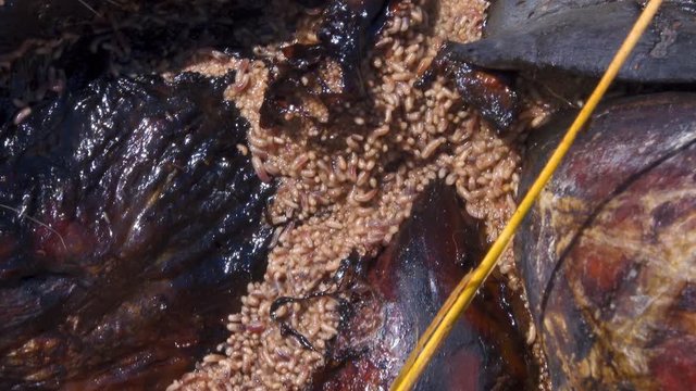 Close up shot of writhing mass of maggots devouring section of corpse in the sun