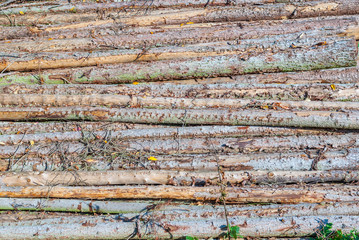 Holz Baum Bäume Stapel