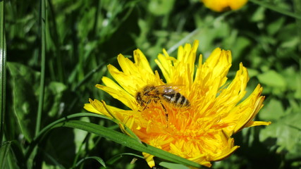 bee yellow fly green