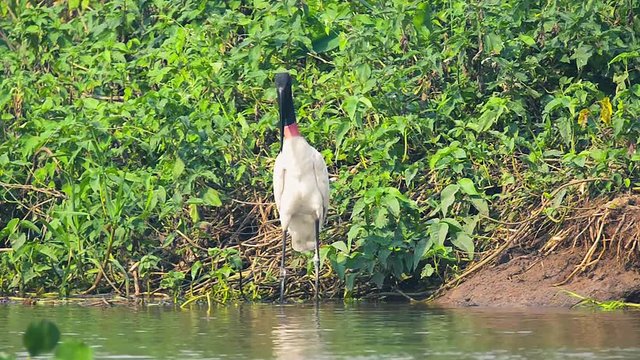 Wild Tuiuiu birds on the margins of a river searching for some food. Big bird with white feathers, black head, long beak and a red stripe on neck. Bird of Pantanal, Brazil.