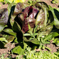 pianta di radicchio © donaldrigo