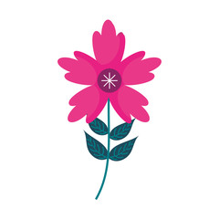 crocus flower petal leaves stem natural ornament