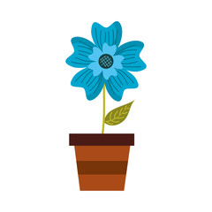 potted periwinkle flower adornment nature plant