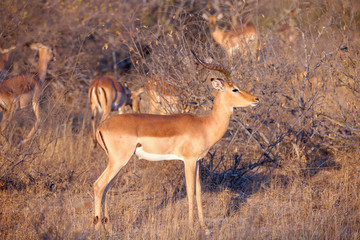 Male Impala