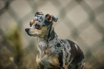 Merle Chihuahua dog outdoor portrait behind fence