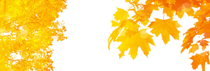 Goldener Herbst auf weissem Hintergrund