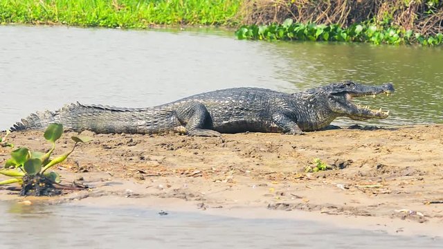 Alligator taking a sunbath on a sandbank on the margins of a river in Pantanal, Brazil. Alligator with open mouth, full body.