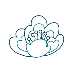 cherry flower nature delicate bloom image