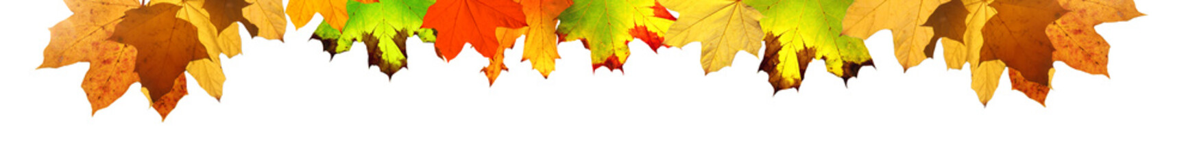 Goldener Herbst auf weissem Hintergrund