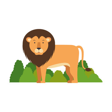 wild lion with bush jungle