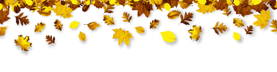 Goldener Herbst auf weissem Hintergrund