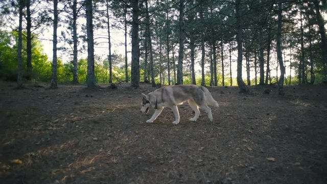 siberian husky dog walking in forest 