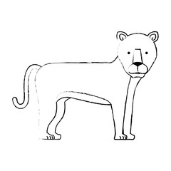 wild and big lion female