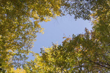 Looking up to tree tops in autumn