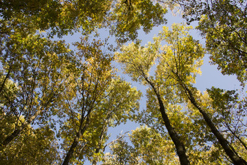Looking up to tree tops in autumn