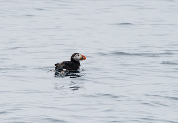 Cute Puffin