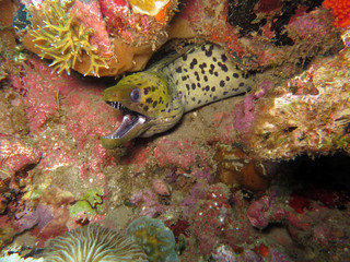 Gelbkopfmuräne (Gymnothorax fimbriatus)