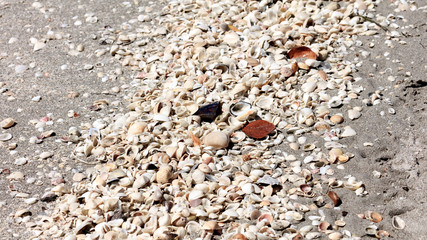 Shells of Sanibel Island, Florida, USA