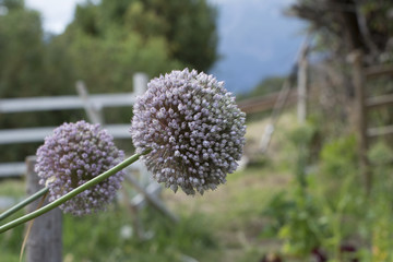 FLOR DE LA CEBOLLA