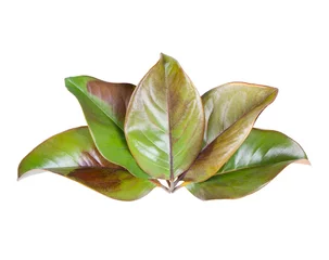 Foto auf Acrylglas Magnolie Satz Herbstblätter des Magnolienbaums lokalisiert auf weißem Hintergrund