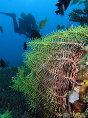 Haarstern, Federstern, (Comanthus sp.)