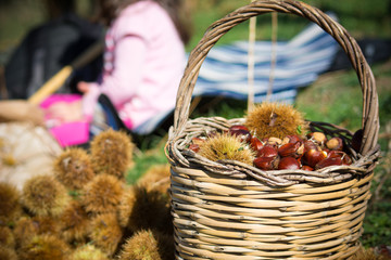 a wooden basket full of chestnuts during the harvest