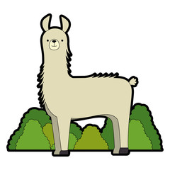 peruvian llama in jungle