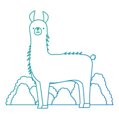 peruvian llama in jungle