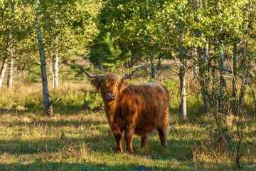 cows with long hair found in Switzerland. Those cows have long horns and long wavy coats that are coloured brown.