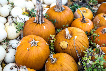 Orange and white pumpkins background