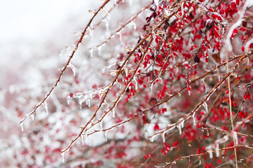 Icy branches with red berries of barberry after freezing rain